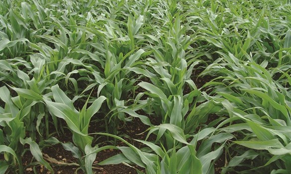 Maize growing in a field